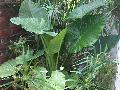 Elephant Ear / Alocasia macrorrhiza